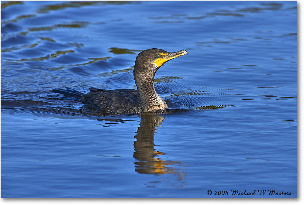 Cormorant_DingDarlingNWR_2008Jan_E0K8385 copy