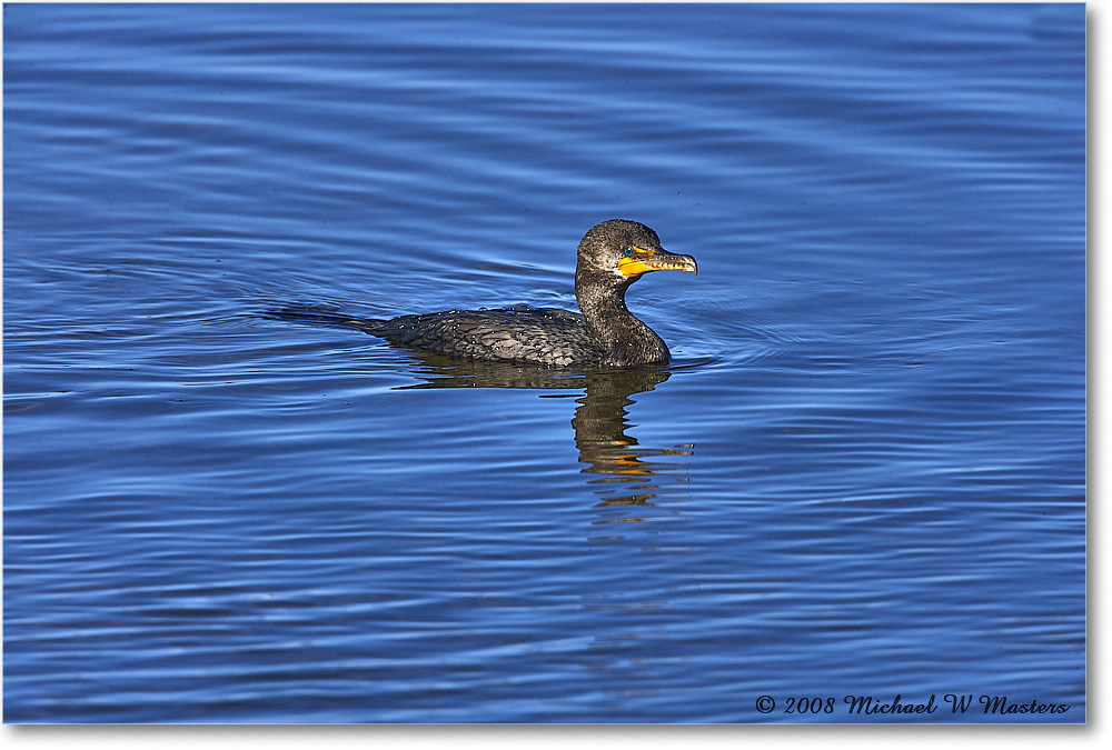 Cormorant_DingDarlingNWR_2008Jan_E0K8401 copy