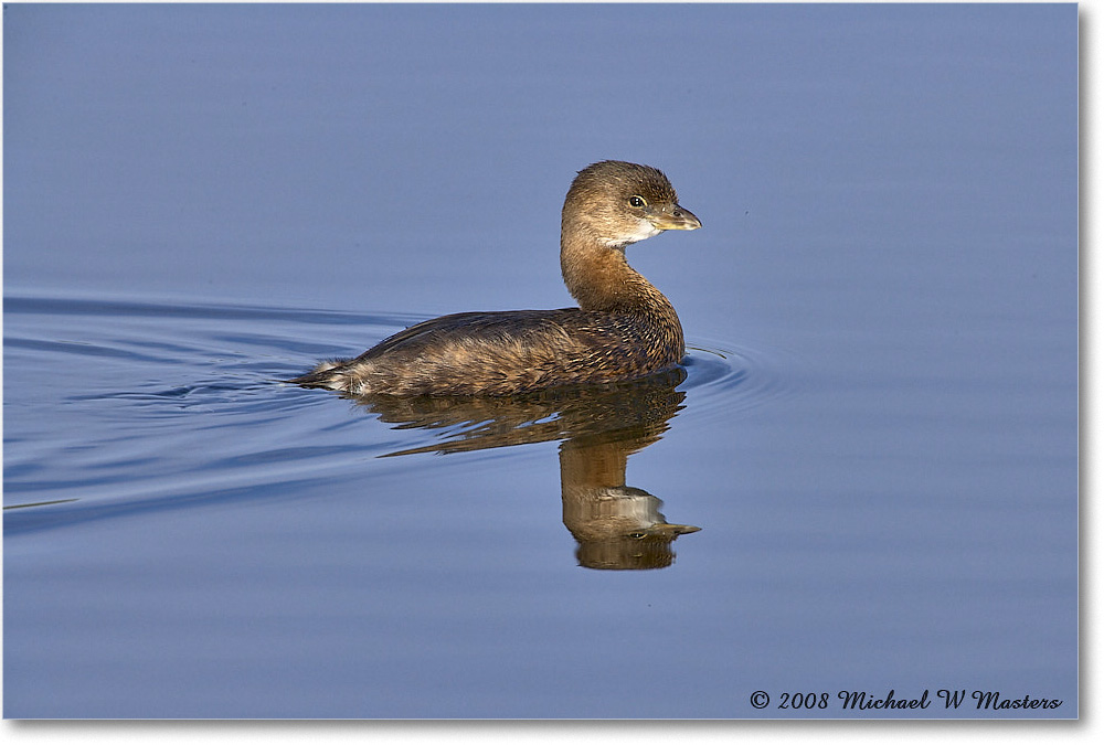 Grebe_DingDarlingNWR_2008Jan_E0K7660 copy
