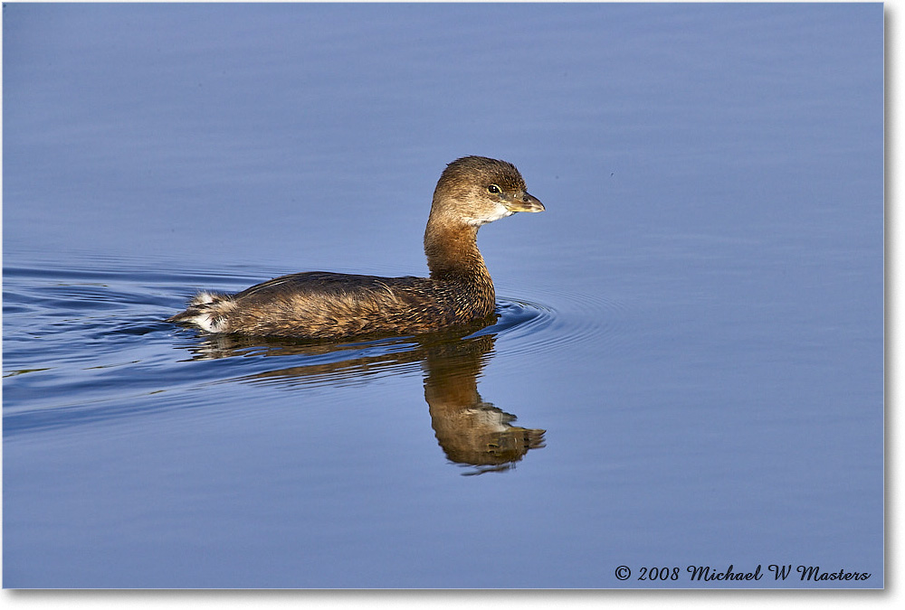 Grebe_DingDarlingNWR_2008Jan_E0K7663 copy
