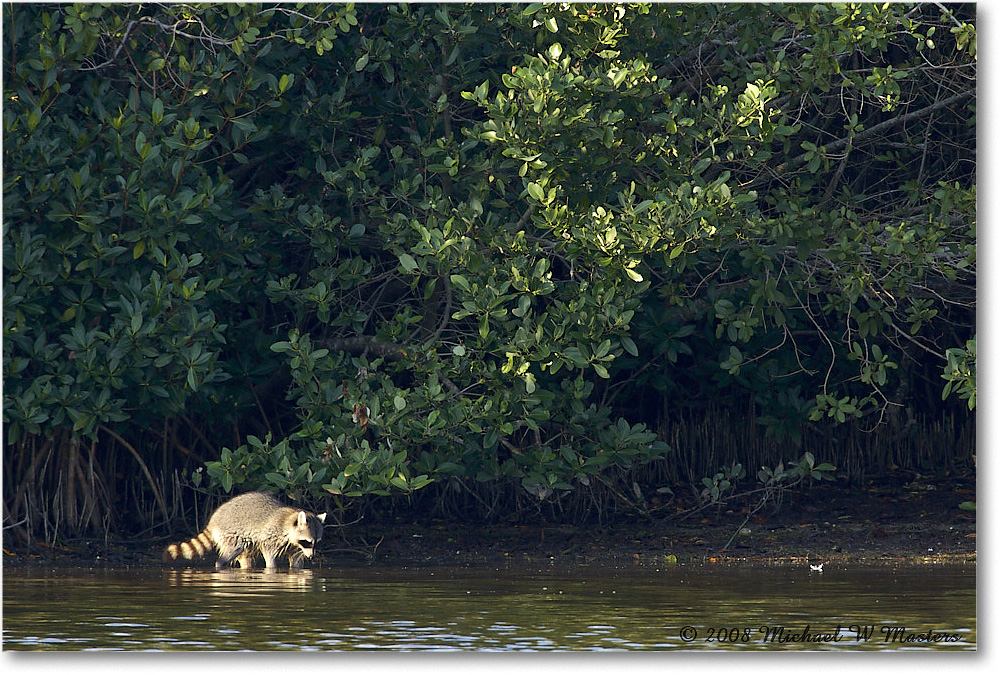 Raccoon_DingDarlingNWR_2008Jan_E0K7573 copy
