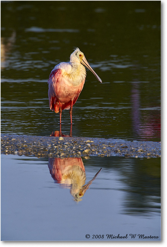 RoseateSpoonbill_DingDarlingNWR_2008Jan_E0K7407 copy