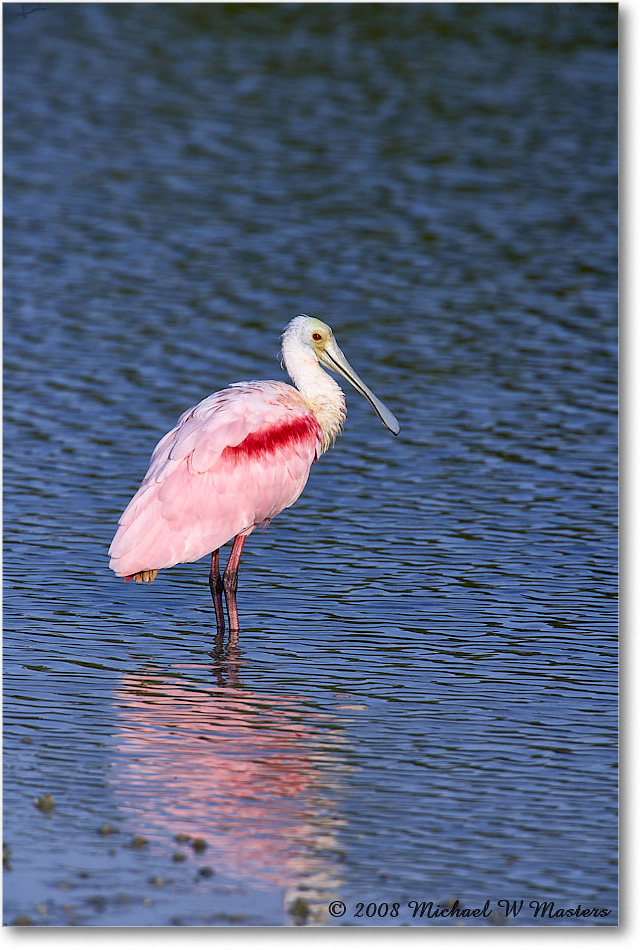 RoseateSpoonbill_DingDarlingNWR_2008Jan_E0K7587 copy