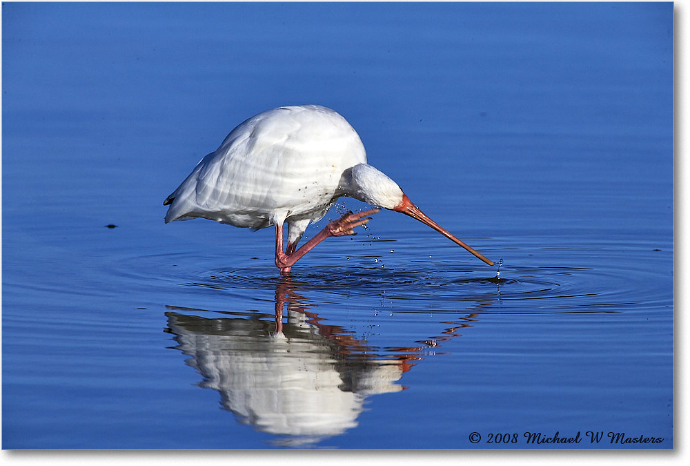 WhiteIbis_DingDarlingNWR_2008Jan_E0K8271 copy