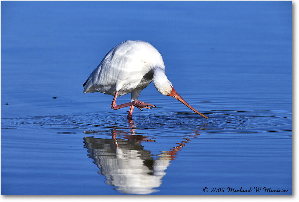 WhiteIbis_DingDarlingNWR_2008Jan_E0K8273 copy