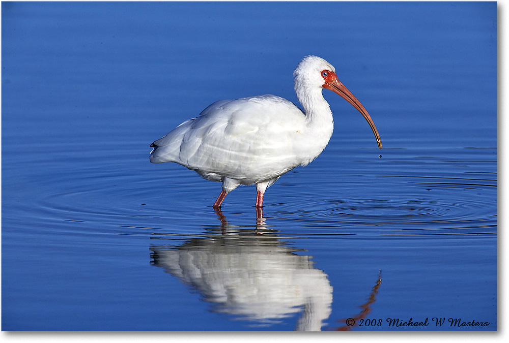WhiteIbis_DingDarlingNWR_2008Jan_E0K8279 copy