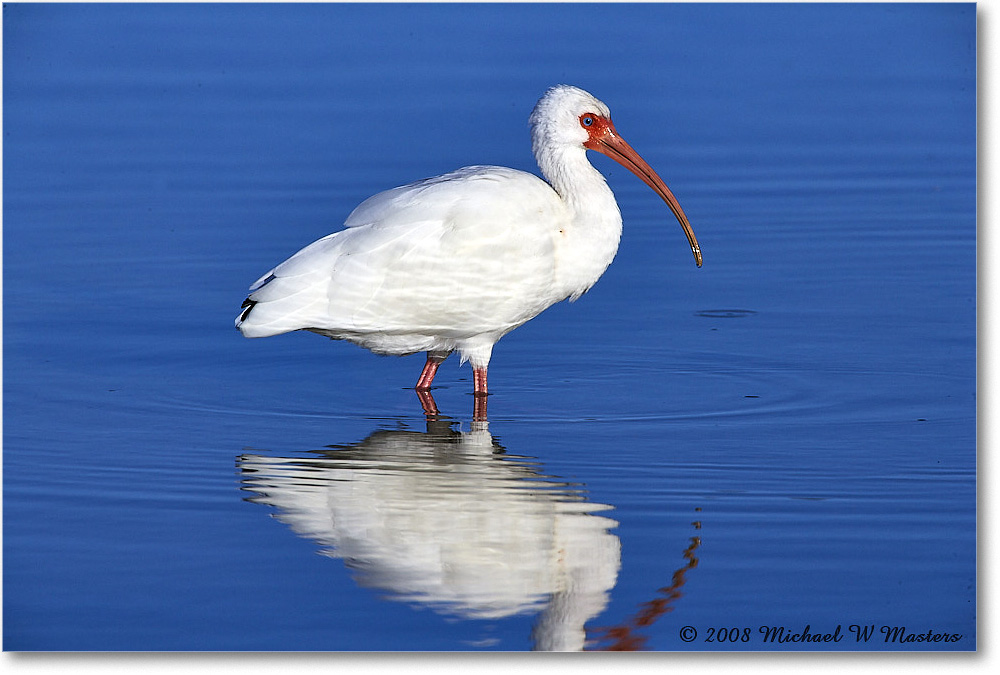 WhiteIbis_DingDarlingNWR_2008Jan_E0K8285 copy