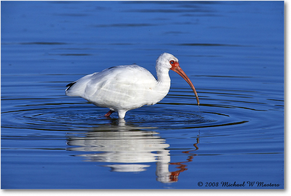 WhiteIbis_DingDarlingNWR_2008Jan_E0K8304 copy