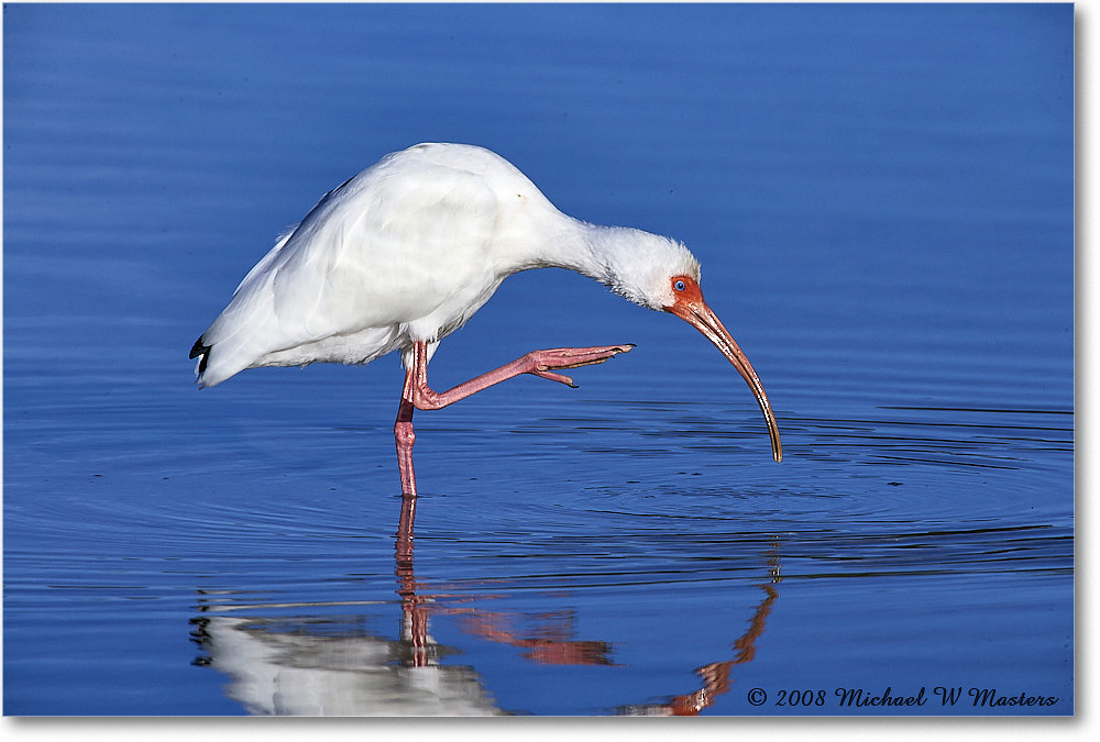 WhiteIbis_DingDarlingNWR_2008Jan_E0K8325 copy