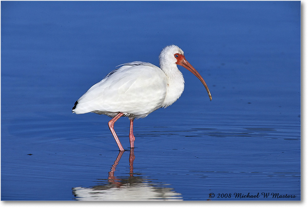 WhiteIbis_DingDarlingNWR_2008Jan_E0K8329 copy