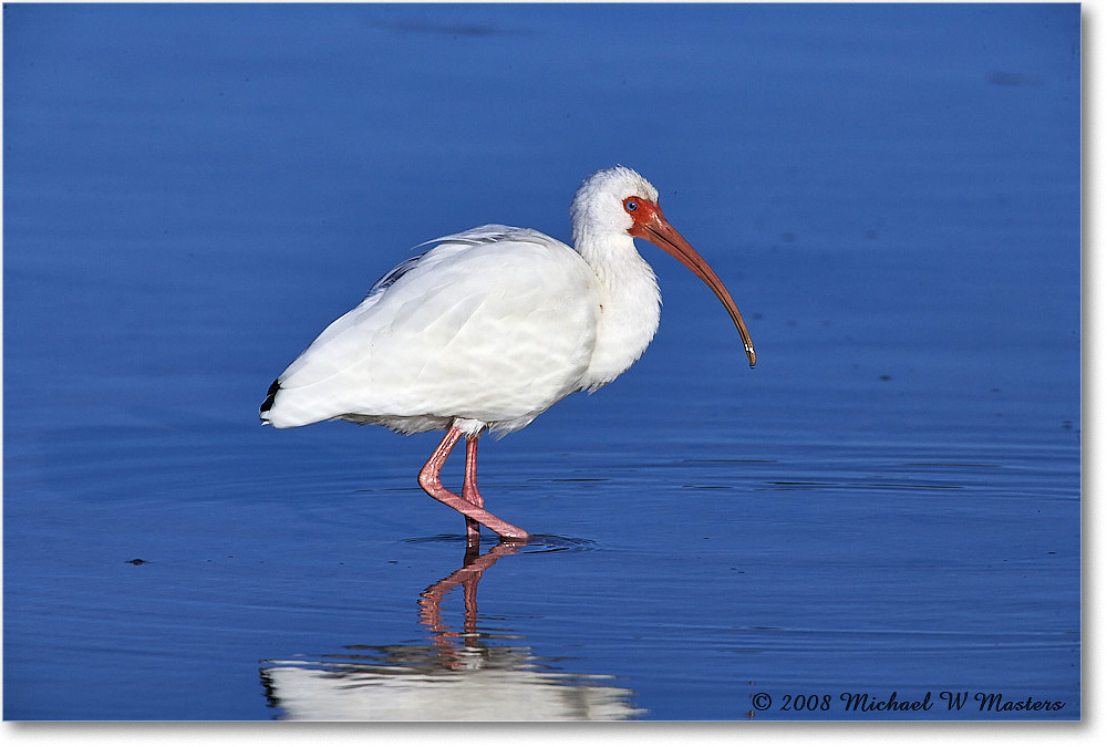 WhiteIbis_DingDarlingNWR_2008Jan_E0K8330 copy