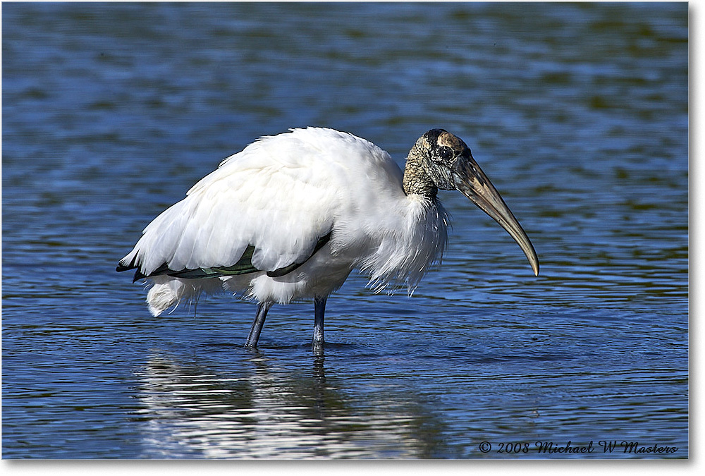 WoodStork_DingDarlingNWR_2008Jan_E0K8440 copy