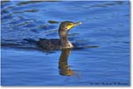 Cormorant_DingDarlingNWR_2008Jan_E0K8385 copy