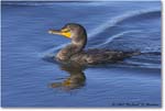 Cormorant_DingDarlingNWR_2008Jan_E0K8391 copy