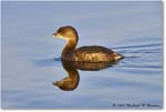 Grebe_DingDarlingNWR_2008Jan_E0K7467 copy