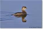 Grebe_DingDarlingNWR_2008Jan_E0K7660 copy