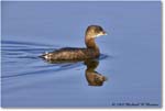 Grebe_DingDarlingNWR_2008Jan_E0K7661 copy