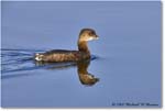 Grebe_DingDarlingNWR_2008Jan_E0K7663 copy