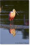 RoseateSpoonbill_DingDarlingNWR_2008Jan_E0K7407 copy
