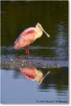 RoseateSpoonbill_DingDarlingNWR_2008Jan_E0K7442 copy