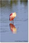 RoseateSpoonbill_DingDarlingNWR_2008Jan_E0K7454 copy