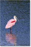 RoseateSpoonbill_DingDarlingNWR_2008Jan_E0K7587 copy