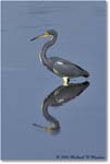 TricolorHeron_DingDarlingNWR_2008Jan_E0K7894 copy