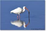 WhiteIbis_DingDarlingNWR_2008Jan_E0K7889