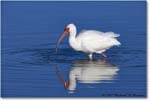 WhiteIbis_DingDarlingNWR_2008Jan_E0K8264 copy