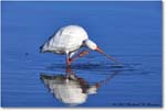 WhiteIbis_DingDarlingNWR_2008Jan_E0K8271 copy