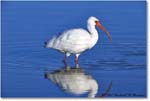 WhiteIbis_DingDarlingNWR_2008Jan_E0K8279 copy