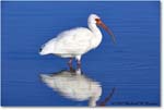 WhiteIbis_DingDarlingNWR_2008Jan_E0K8285 copy