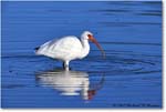 WhiteIbis_DingDarlingNWR_2008Jan_E0K8296 copy