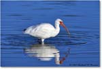 WhiteIbis_DingDarlingNWR_2008Jan_E0K8304 copy