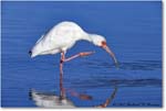 WhiteIbis_DingDarlingNWR_2008Jan_E0K8325 copy