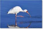 WhiteIbis_DingDarlingNWR_2008Jan_E0K8326 copy