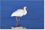 WhiteIbis_DingDarlingNWR_2008Jan_E0K8329 copy