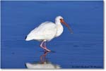 WhiteIbis_DingDarlingNWR_2008Jan_E0K8330 copy