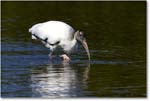 WoodStork_DingDarlingNWR_2008Jan_E0K8447 copy