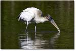 WoodStork_DingDarlingNWR_2008Jan_E0K8484 copy