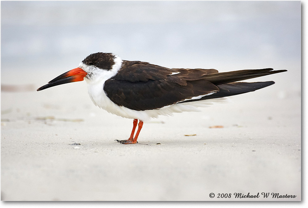BlackSkimmer_FtDeSotoPark_2008Jan08JA1113 copy
