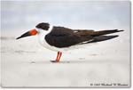 BlackSkimmer_FtDeSotoPark_2008Jan08JA1113 copy