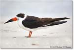BlackSkimmer_FtDeSotoPark_2008Jan08JA1115 copy