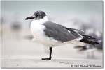 LaughingGull_FtDeSotoPark_2008Jan08JA1087 copy