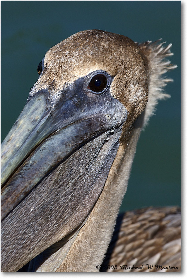 BrownPelican_LidoKey_2008Jan_08JA1189 copy