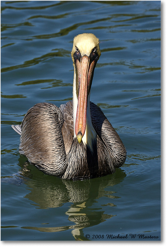 BrownPelican_LidoKey_2008Jan_08JA1227 copy