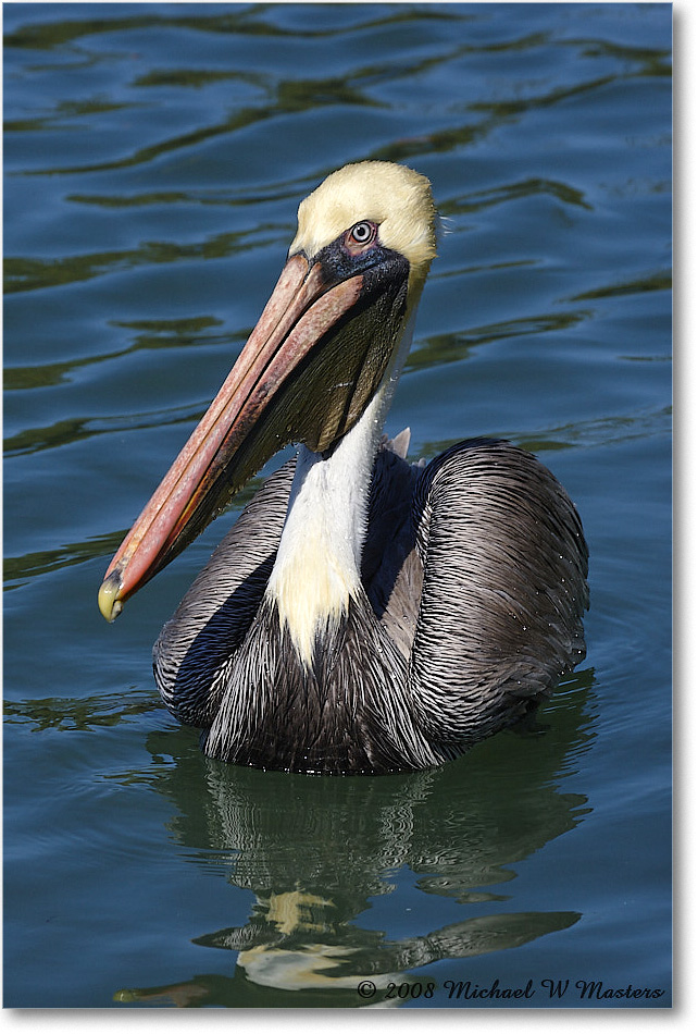 BrownPelican_LidoKey_2008Jan_08JA1229 copy