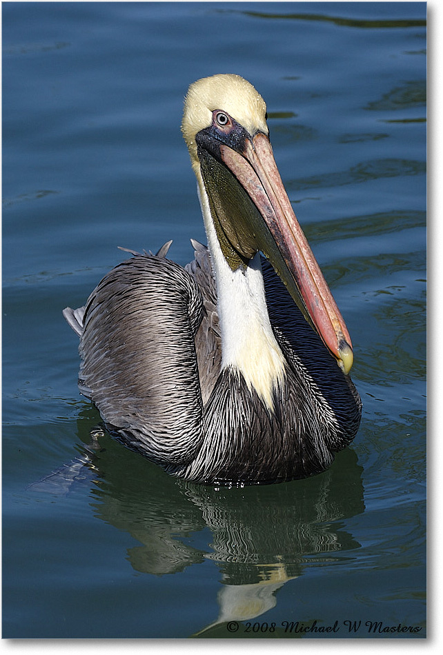 BrownPelican_LidoKey_2008Jan_08JA1232 copy