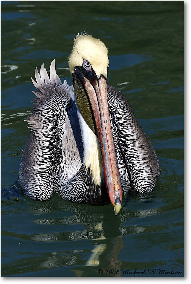 BrownPelican_LidoKey_2008Jan_08JA1245 copy