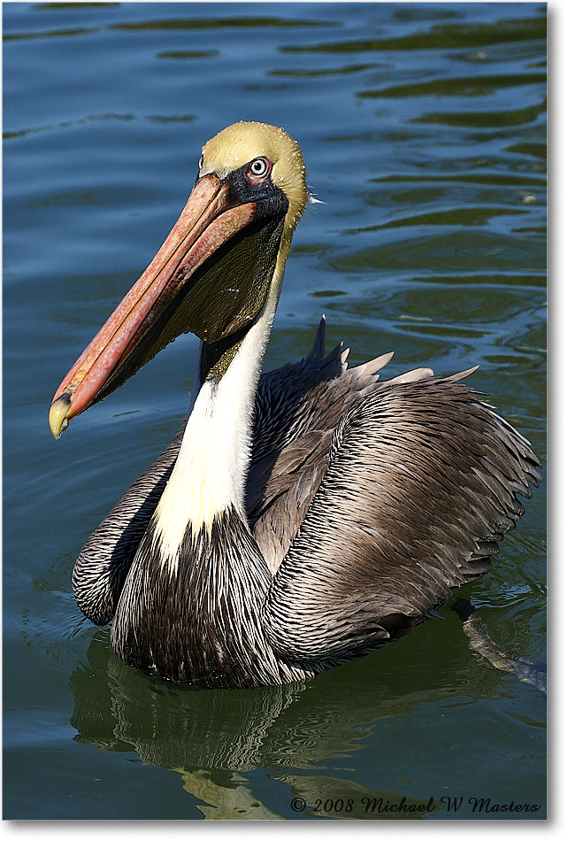 BrownPelican_LidoKey_2008Jan_08JA1353 copy